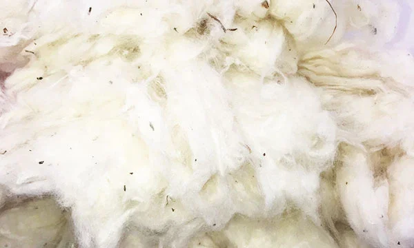 Organic cotton Organic cotton